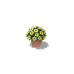 Potted Plant, Petunia (Yellow)